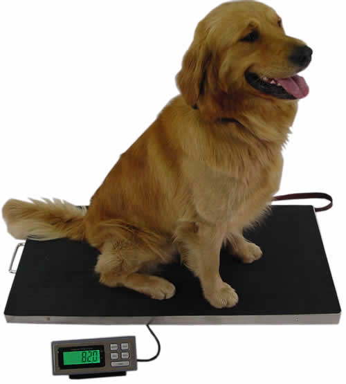 Extra Large Platform Veterinary Digital Scale 700 lbs x 0.20 lbs