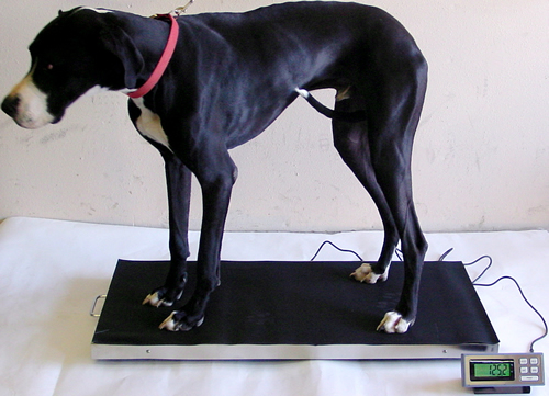 Extra Large Platform Veterinary Digital Scale 700 lbs x 0.20 lbs